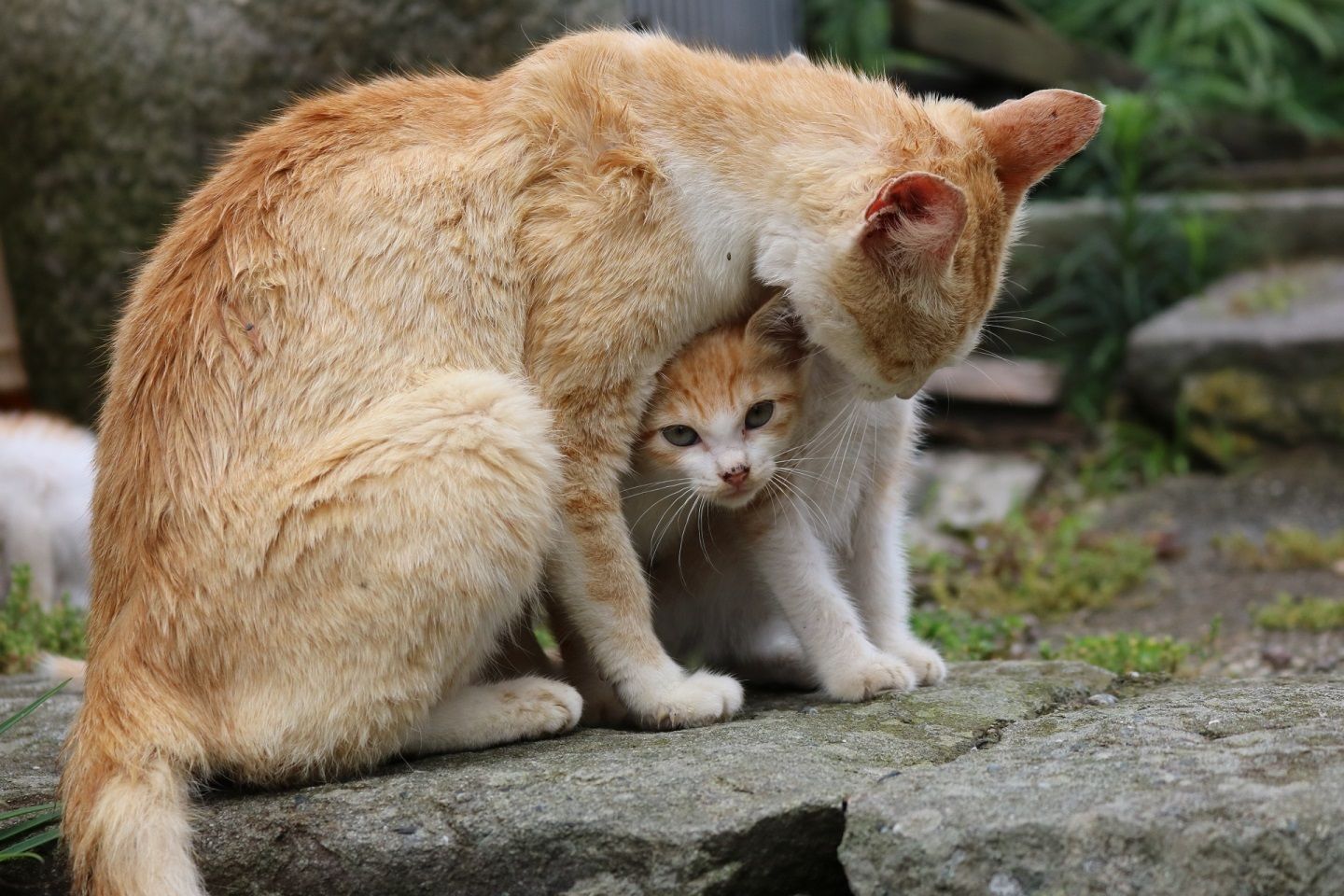 お腹に子猫を匿う親猫