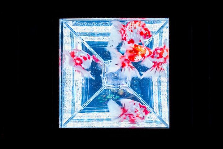 金魚が織りなすアート作品「天井金魚」。光と影のコントラストが美しい。(「アートアクアリウム2018」展示作品より)
