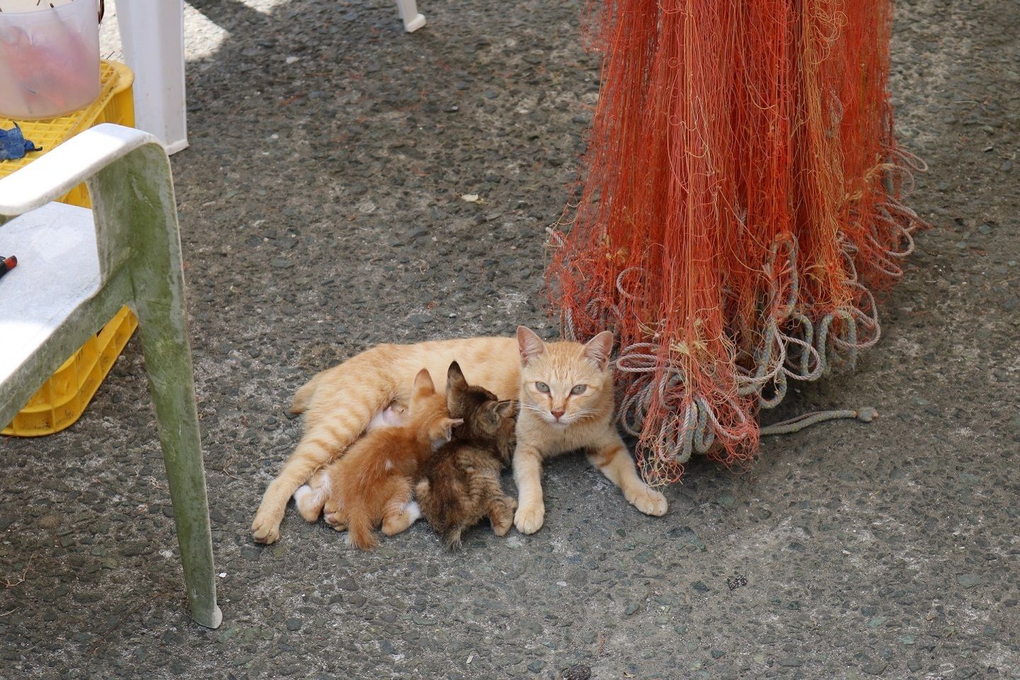 周囲の様子に敏感な親猫