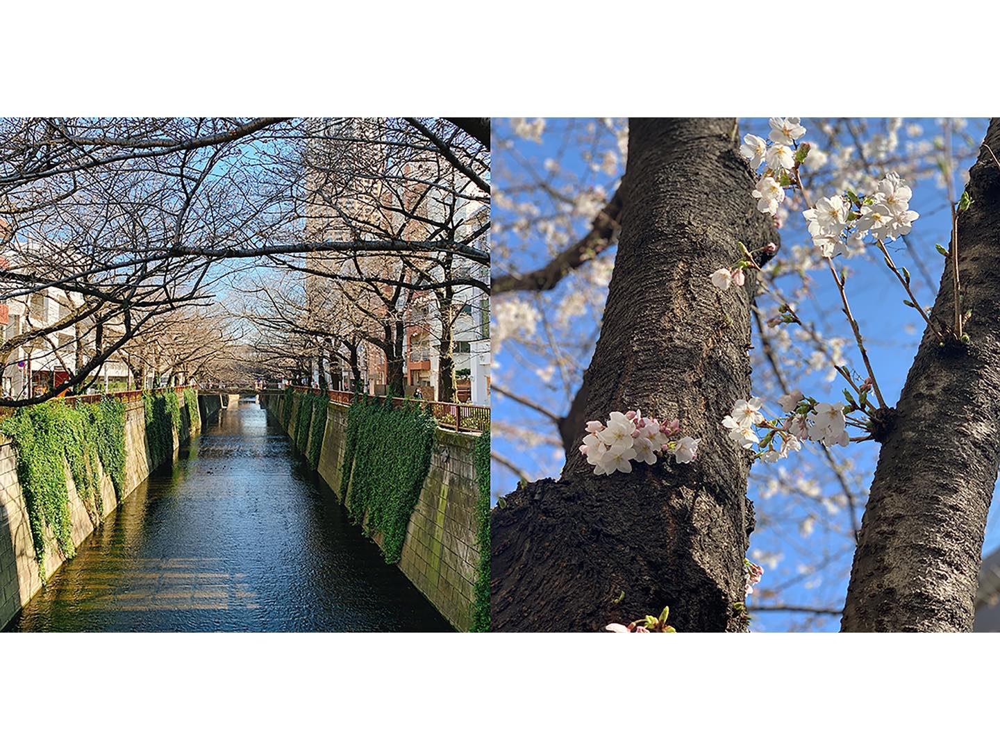 花_1,東京_2