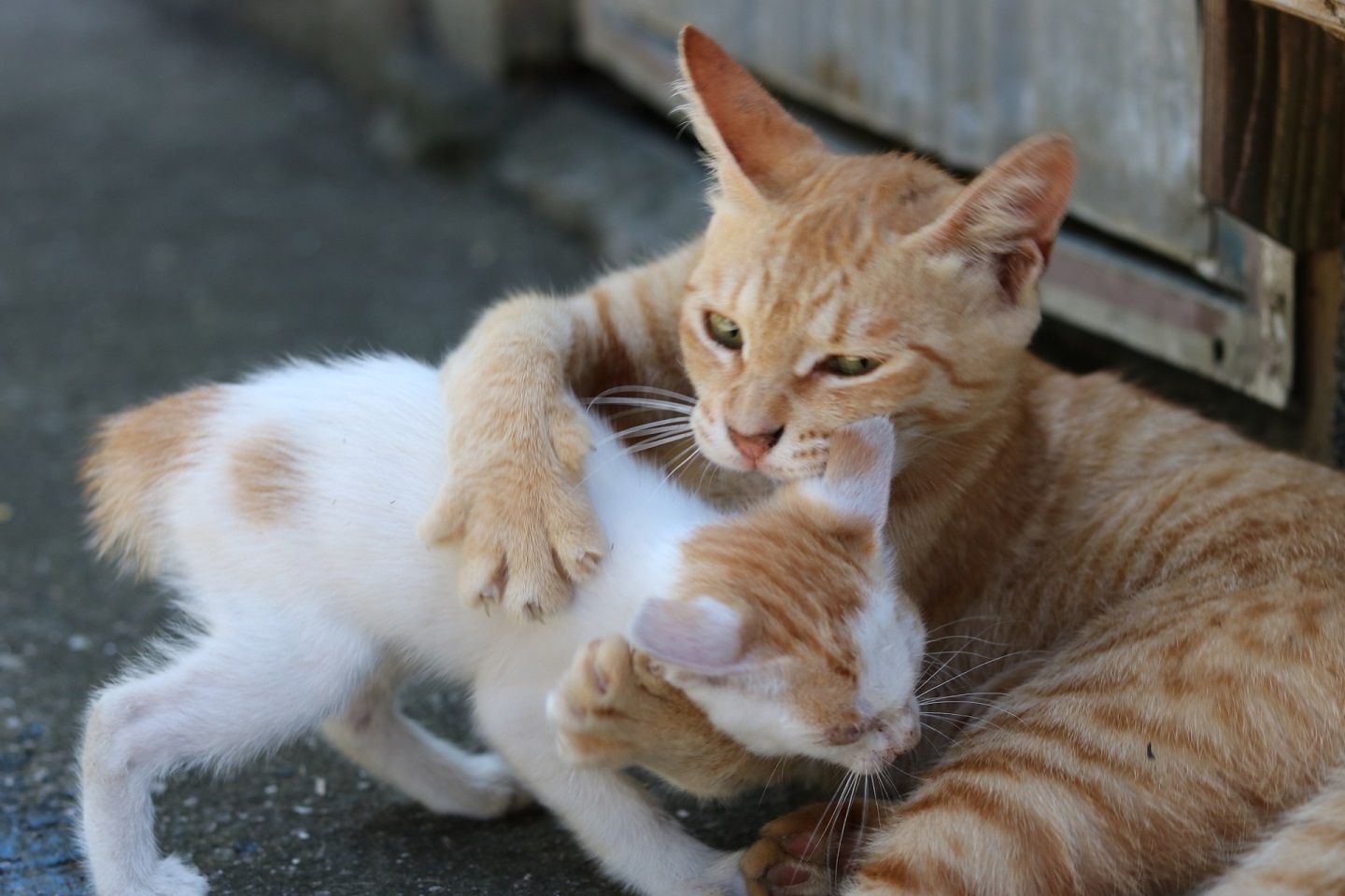 子猫をギュッとする親猫