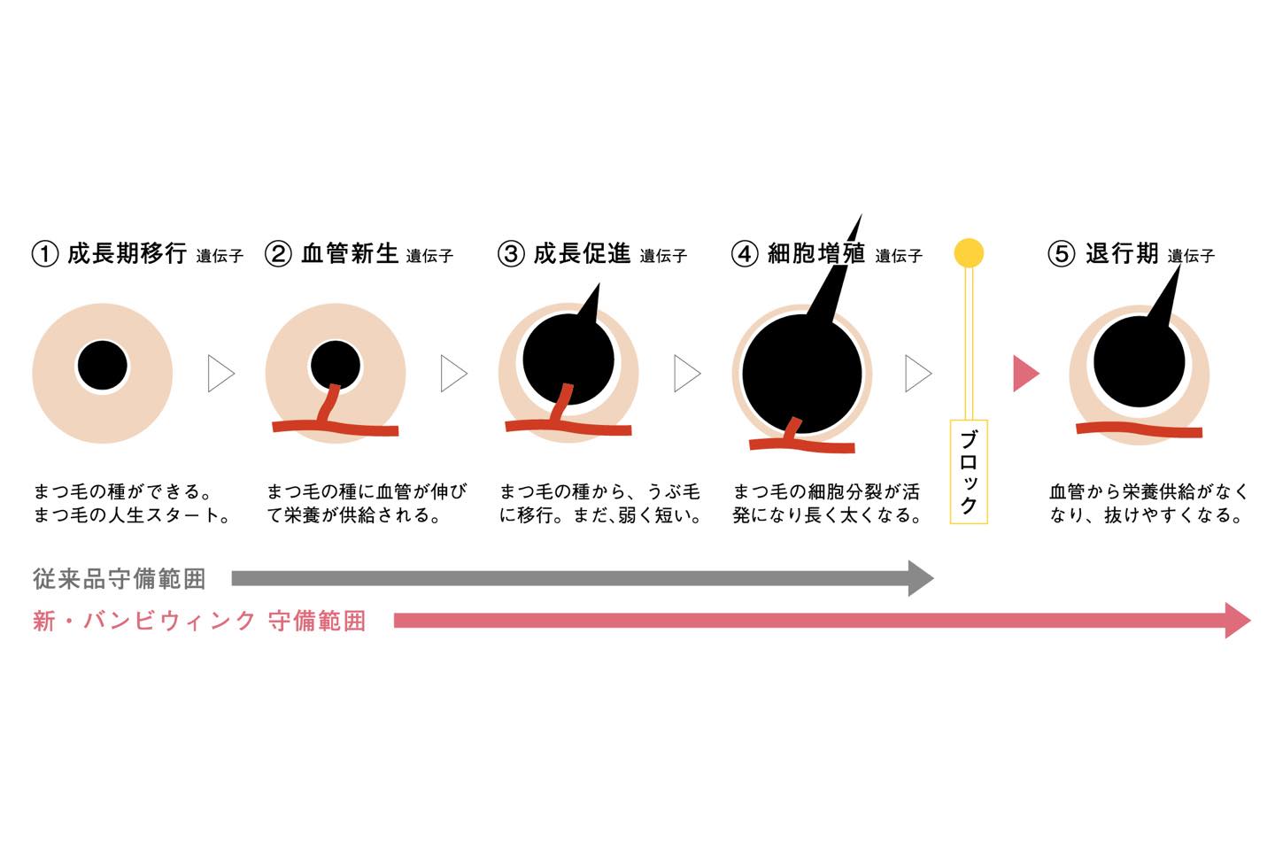 まつ毛の生えかわりサイクル。