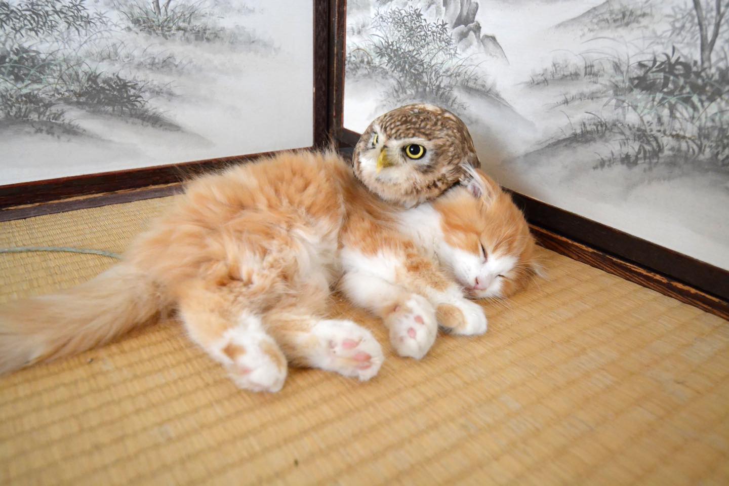 子猫が寝ているところを見守っている?フク