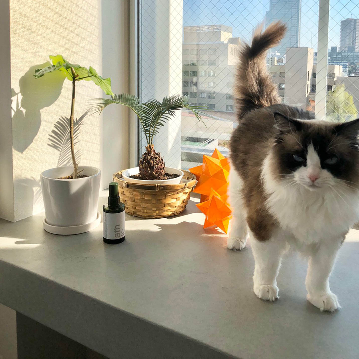 ペット_1,stayathome_1,猫_1