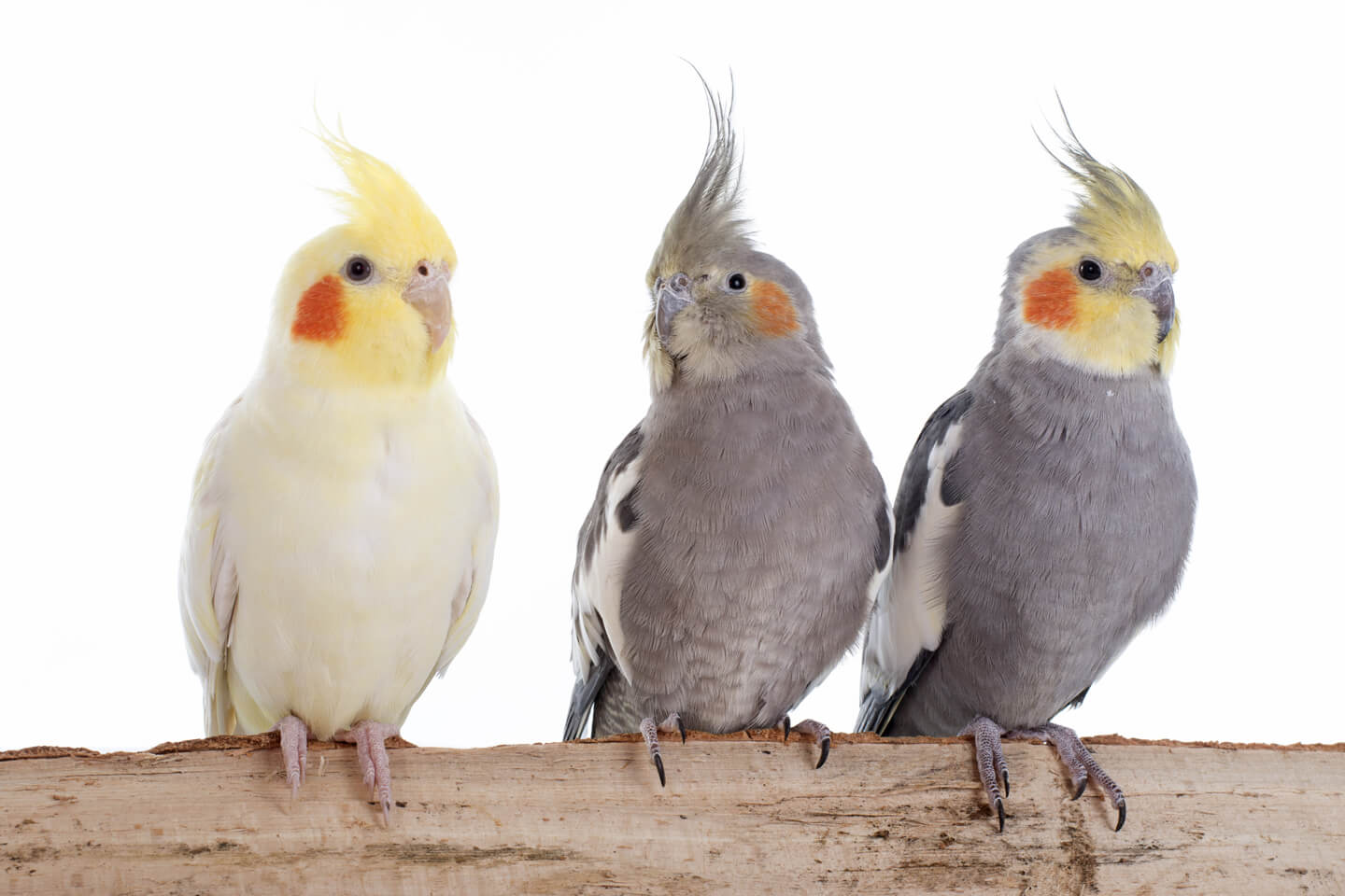 オカメインコ。体長約20cmの小型のオウムで、目安価格は¥10,000〜¥40,000