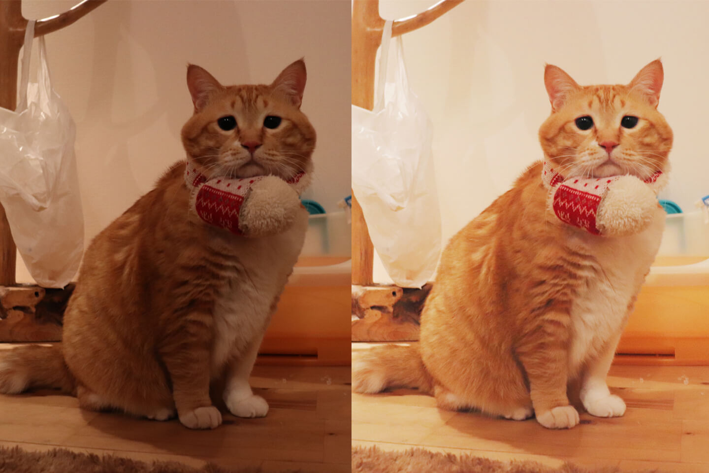 首にマフラーを巻いてこちらをむく茶トラ猫の「ぐっぴー」の写真が2枚並んでおり、左は色が暗く、右は編集して明るくなっている