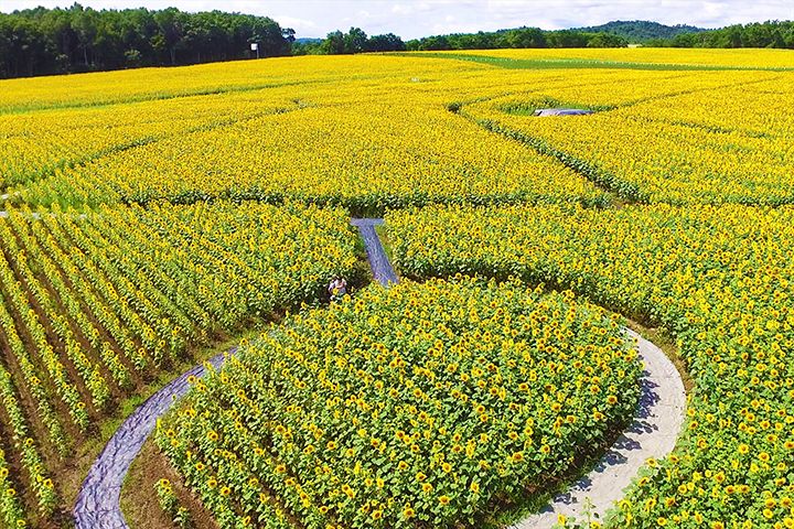 ひまわりに包まれているようなカットが撮れる、ひまわり迷路