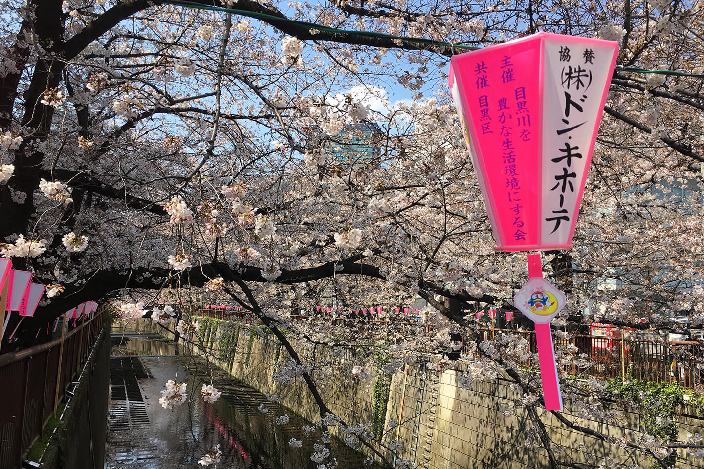 桜が綺麗な目黒川