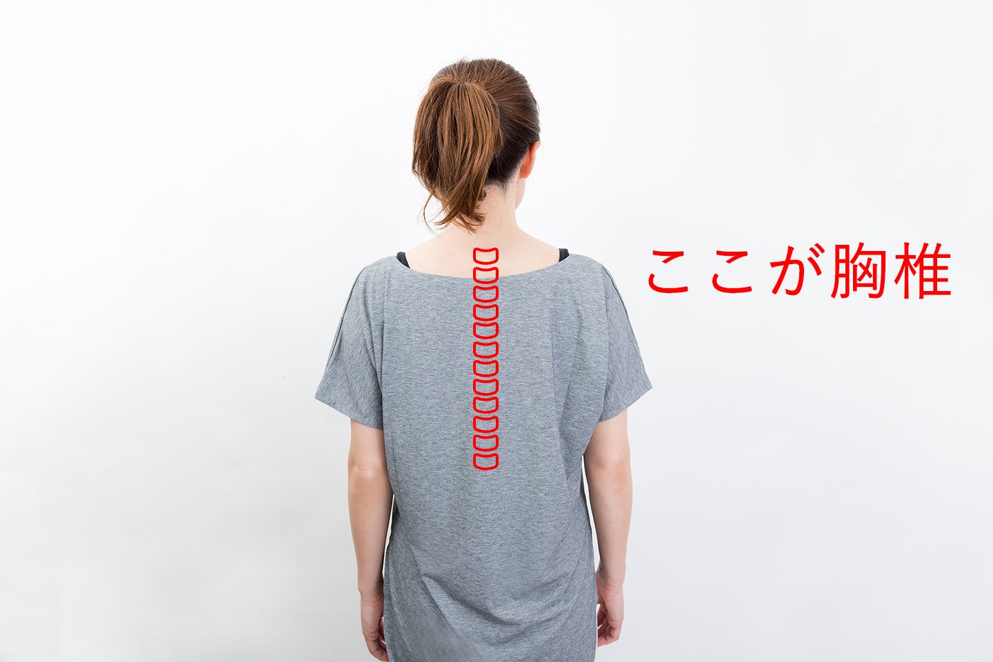 「胸椎」の位置を示している