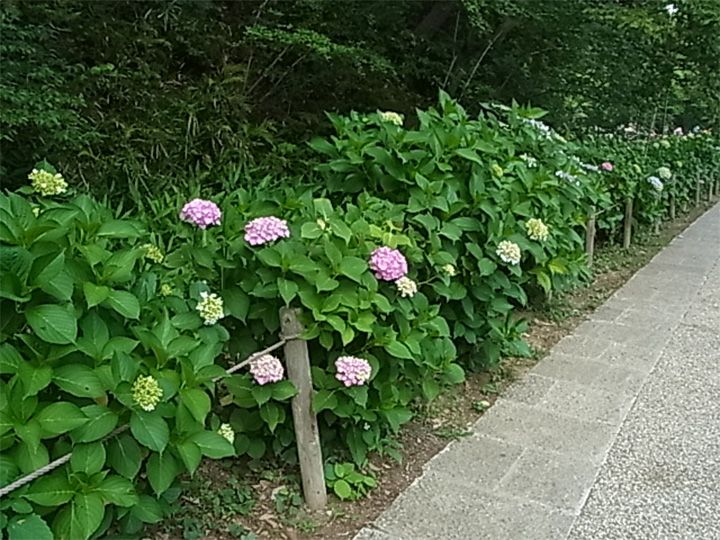 あじさいロード