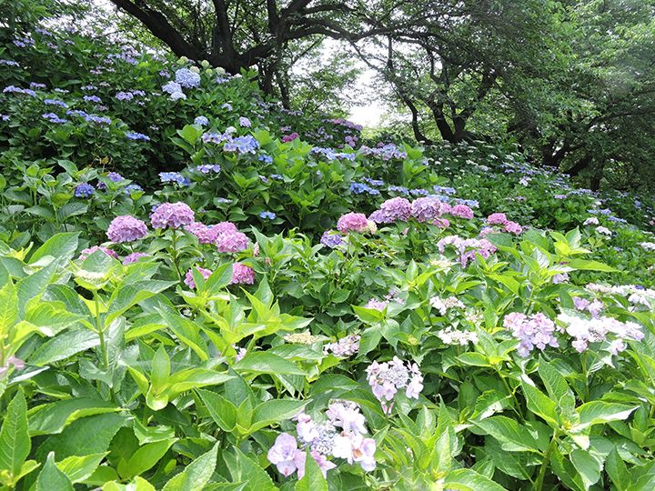 「県営権現堂公園」(埼玉県幸手市)