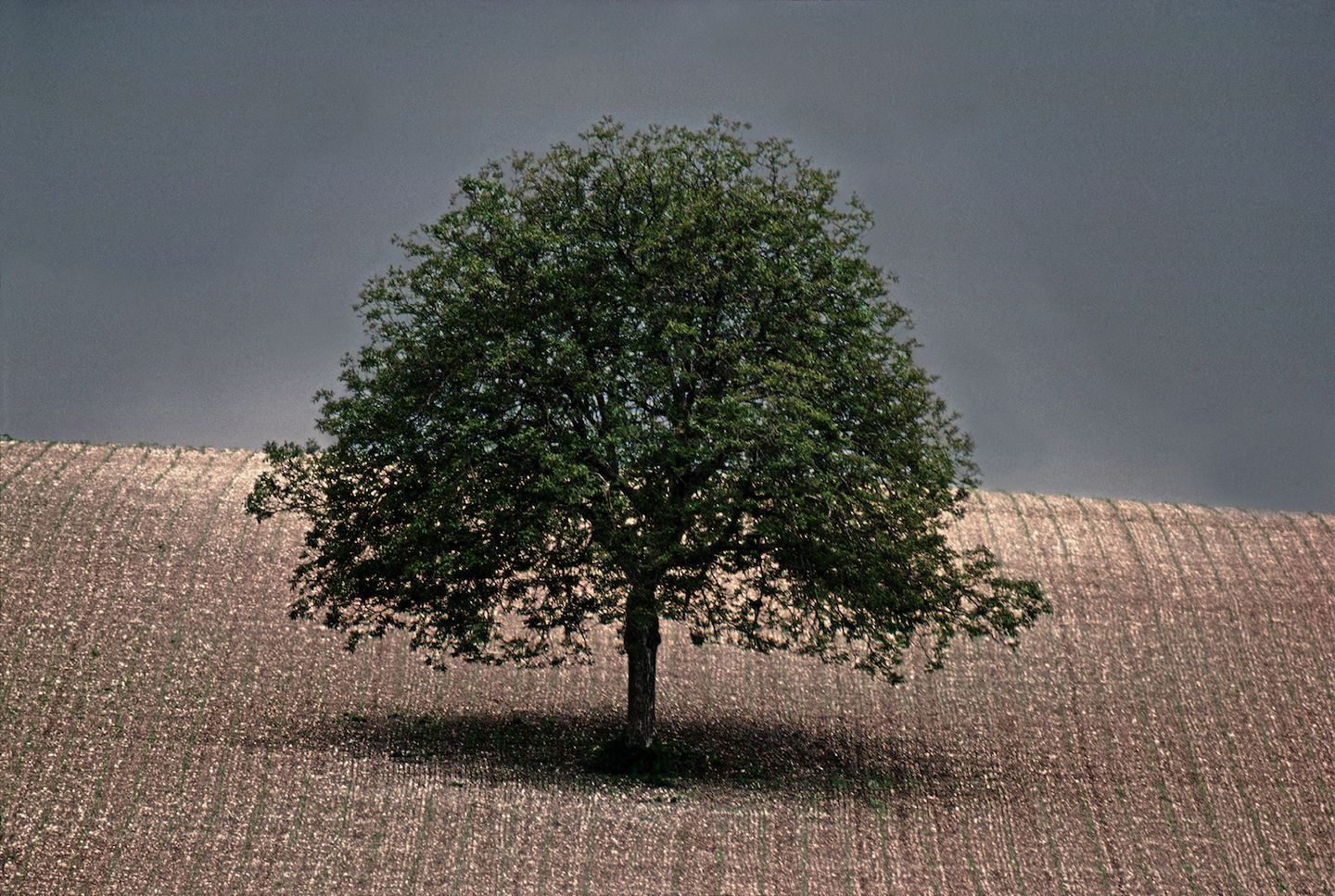 Walnut tree,
1976, Dordogne, France © Frank Horvat