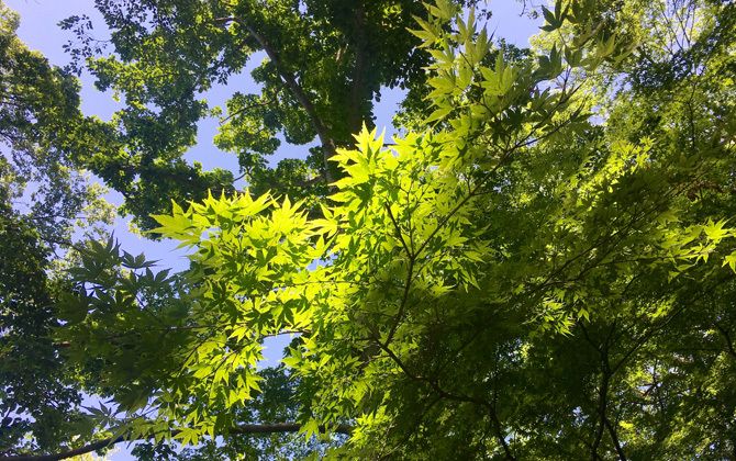 井の頭恩賜公園の緑