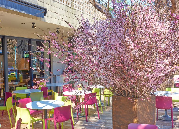 「桜テラス」は3月12日(火)〜4月12日(金)の期間限定開催。※テラスに桜が設置されるのは4月12日まで