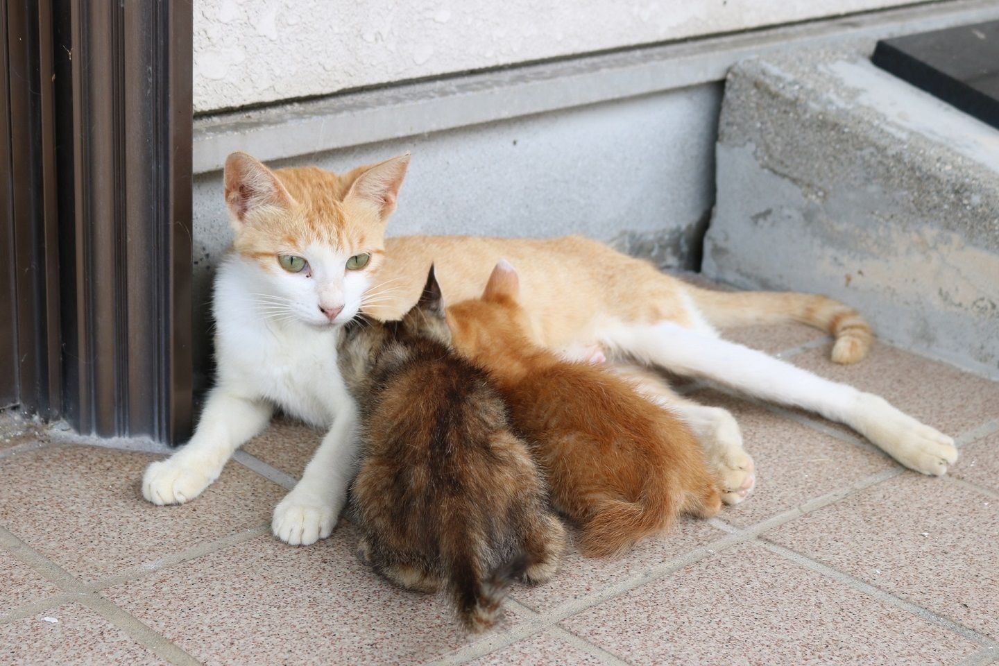 お乳をあげながら警戒する親猫