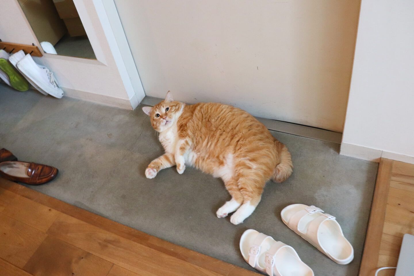 玄関のグレーの床に横たわり、お腹の太さが目立つ茶トラの猫「ぐっぴー」