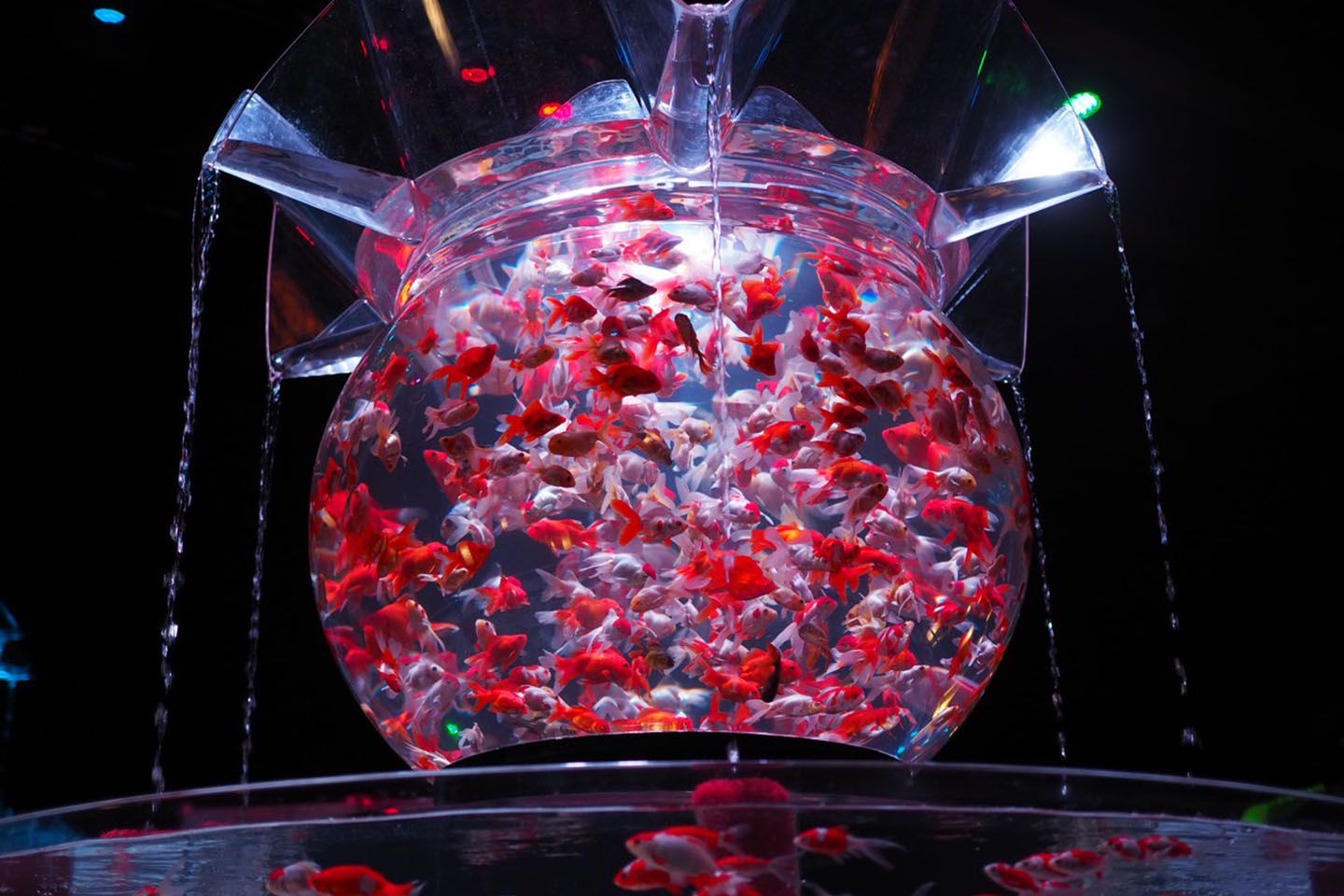 「花魁/Oiran」は大き目の金魚がダイナミックに泳ぐ様をじっくり見ることができます。