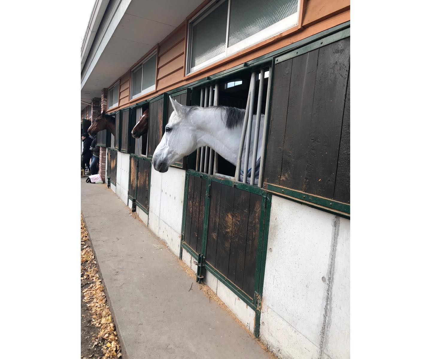 アシェンダ乗馬学校の厩舎