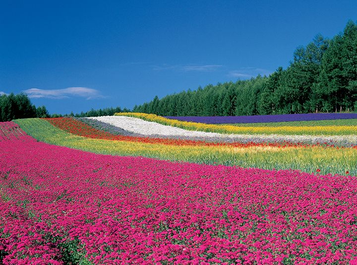七色の絨毯のようで美しい彩りの畑