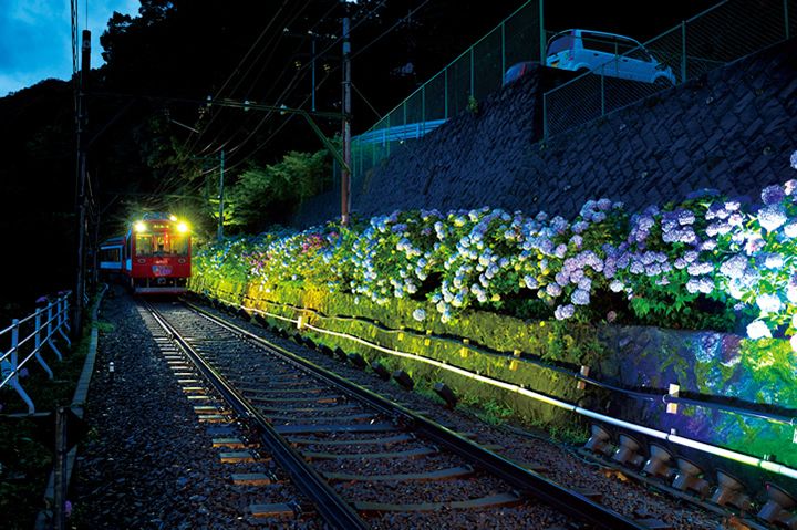 ライトアップで幻想的な姿を見せる夜のあじさい電車
