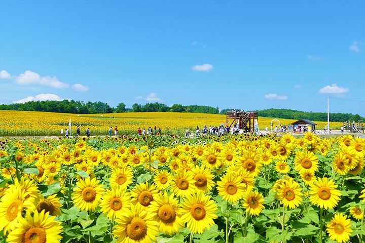 展望台からは一面に広がるひまわりを楽しむことも