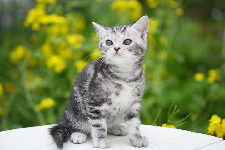 2020年の「ネコの日(猫の日)」はいつ?