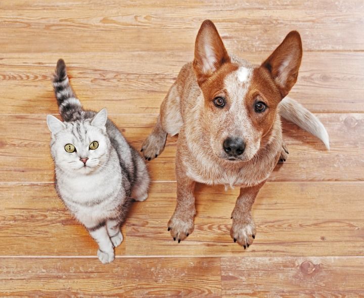 犬と猫の写真