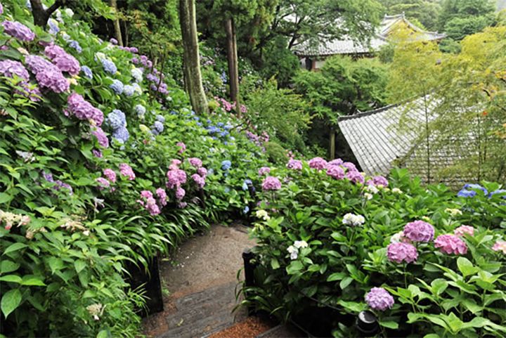 「長谷寺」(神奈川県鎌倉市)