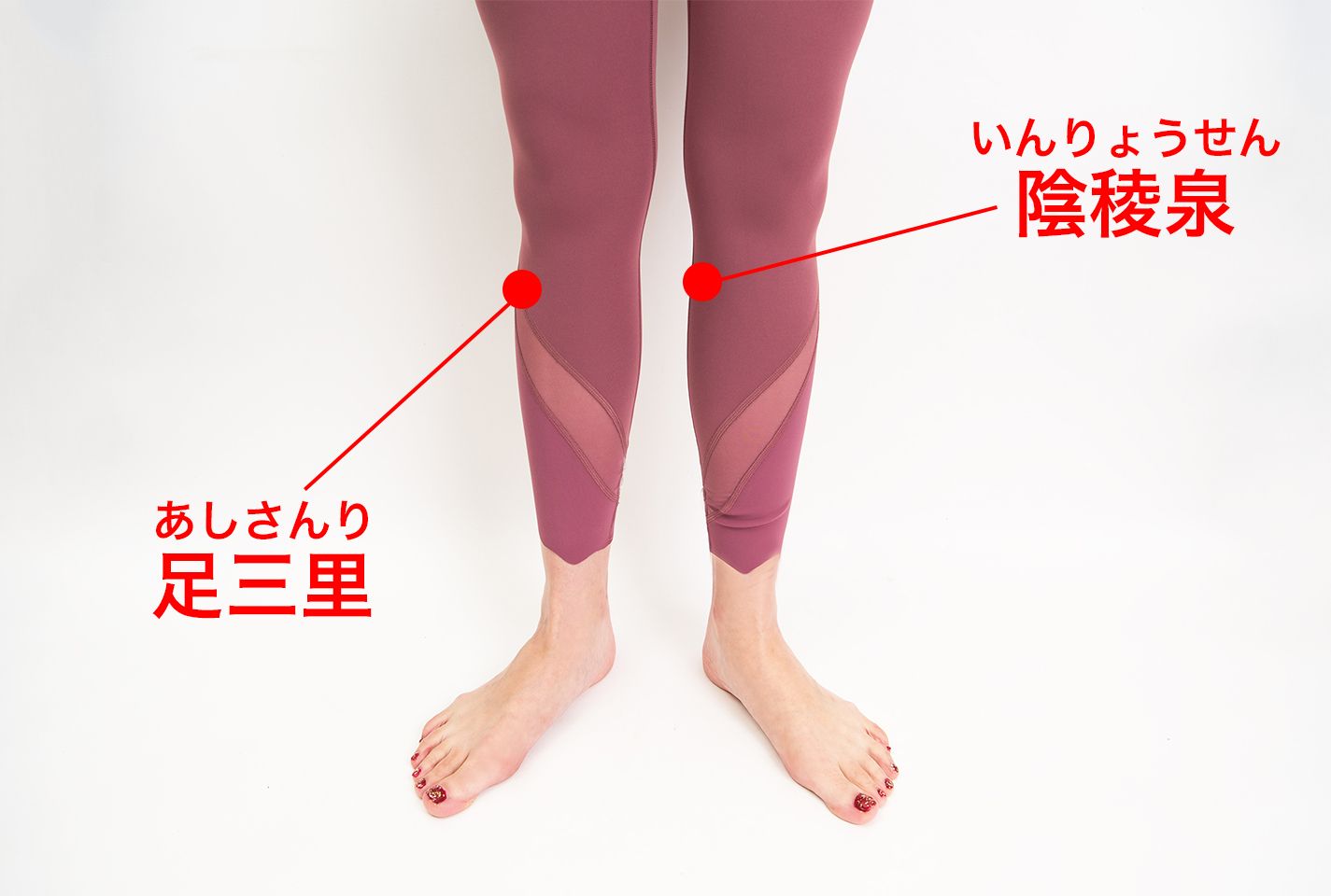 ひざ下の内側にある陰稜泉(いんりょうせん)、ひざ下の外側にある足三里(あしさんり)の位置の説明。