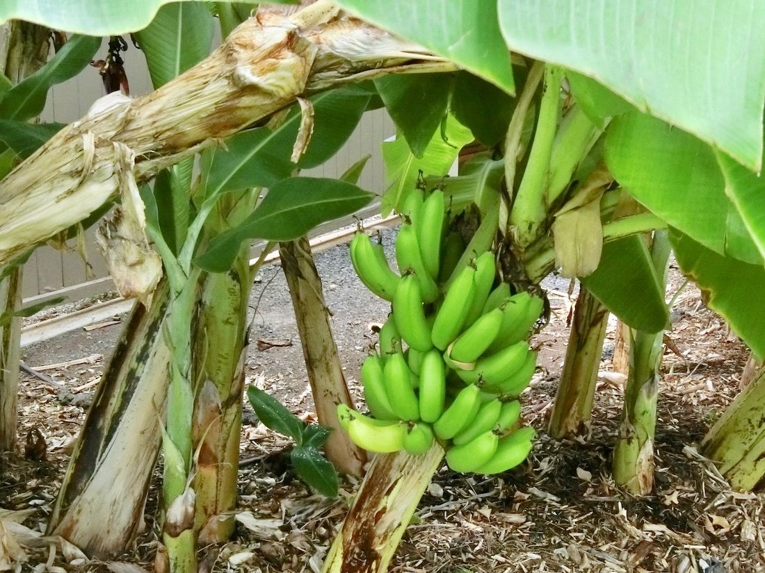 「ハーブガーデン」ではバナナやパイナップルをはじめとするトロピカルフルーツや野菜も育てている