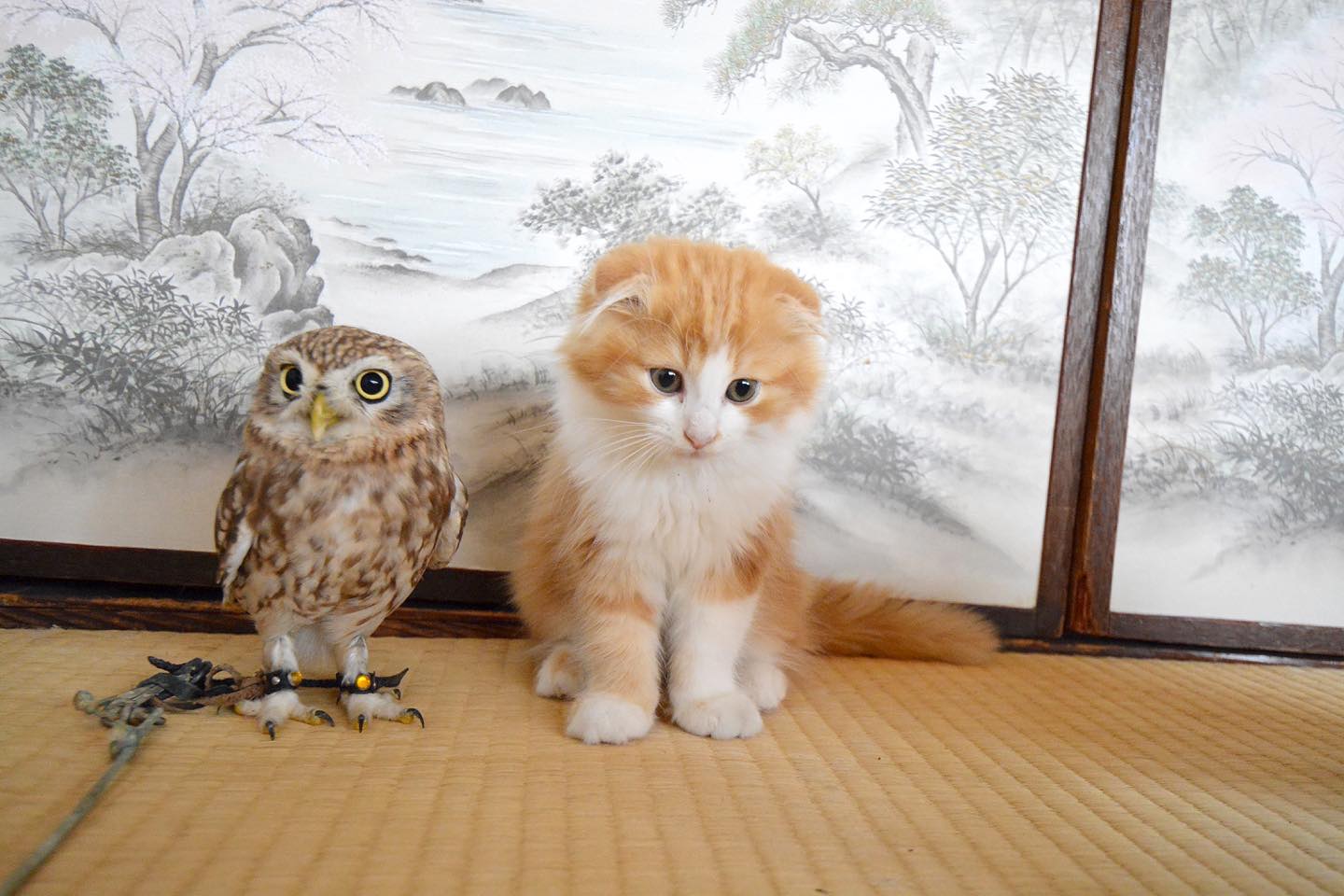 生後3か月も経つと、子猫と大きさが逆転!