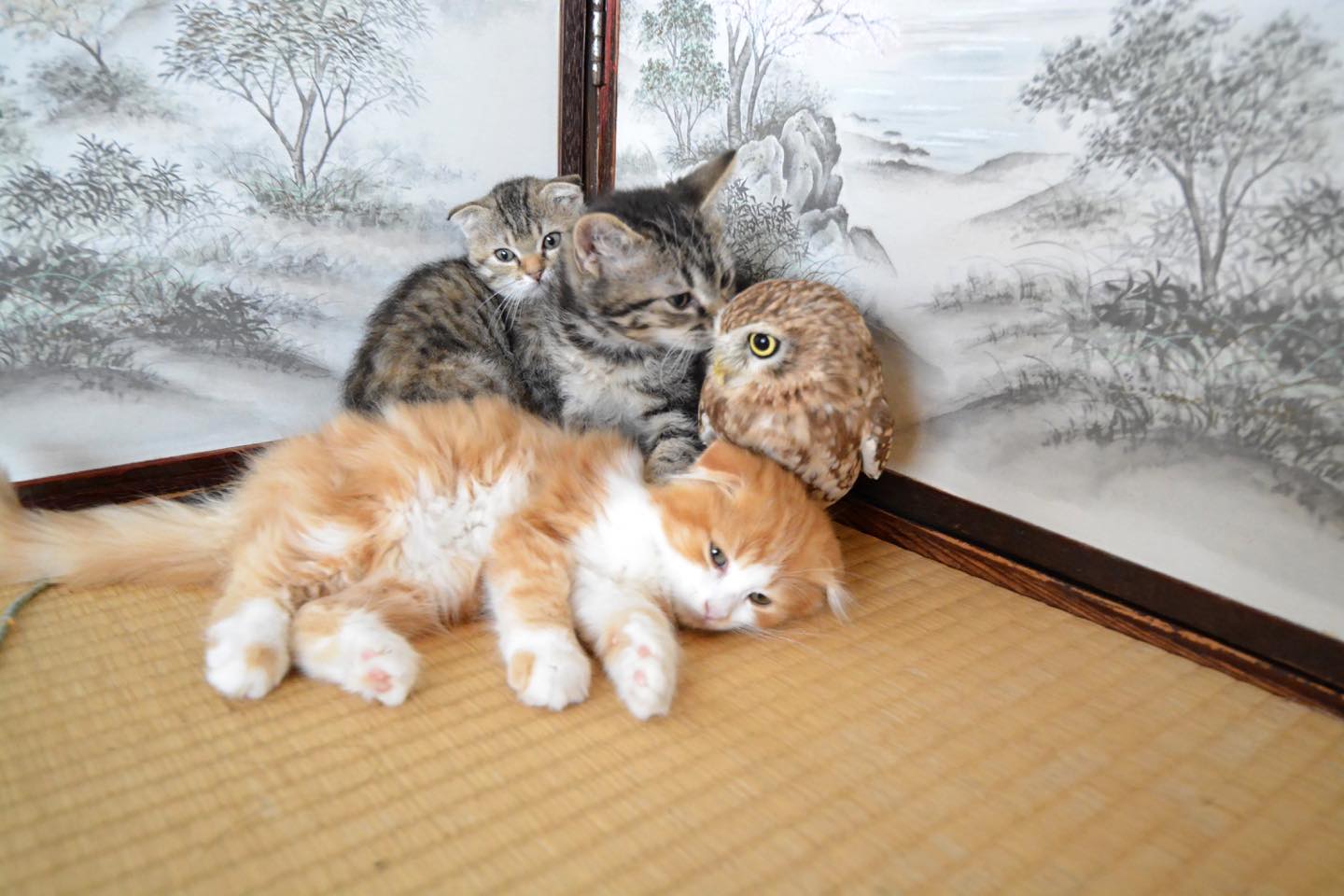 そこに黒系の二匹、マオとカカが乱入!
