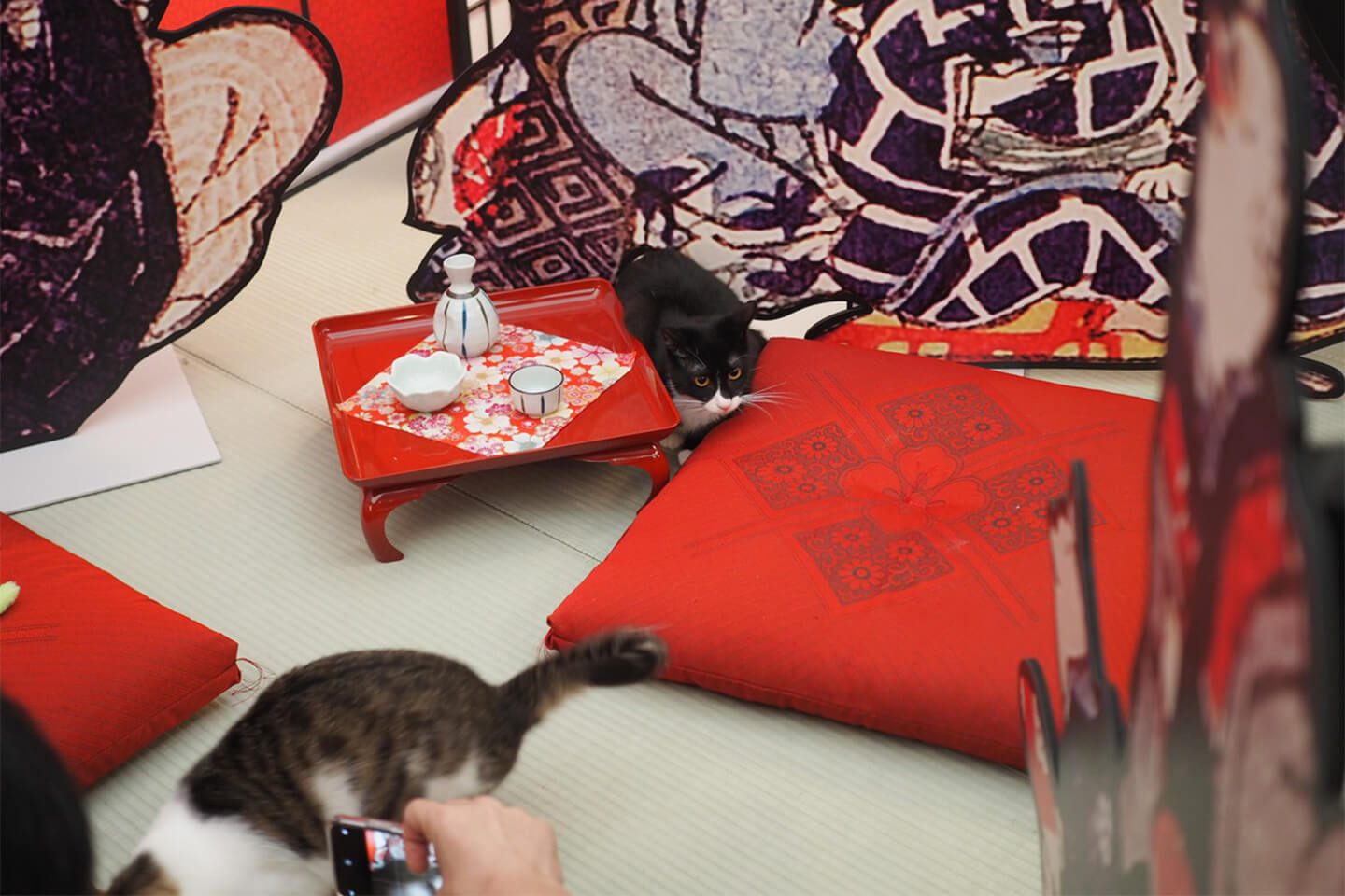 ねこ遊郭の猫