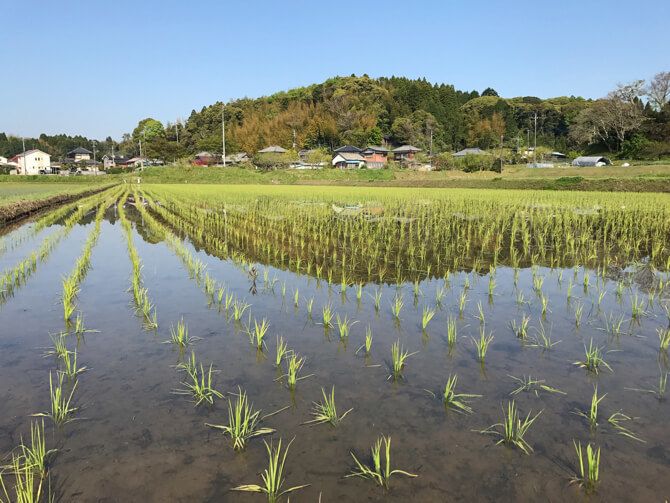 堀江さんの古民家の近景
