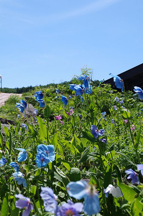 儚くも可愛らしい姿から“幻の花”や“天上の妖精”とも呼ばれる