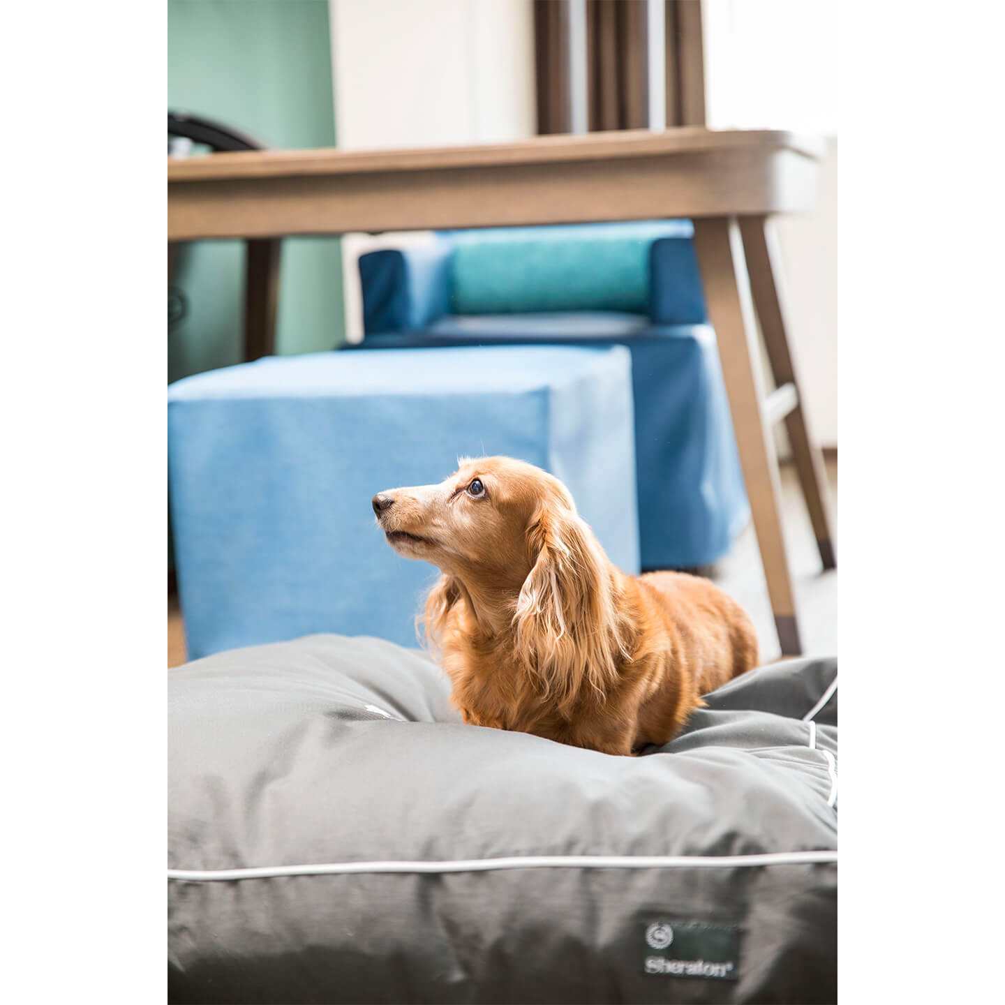 犬のベッド